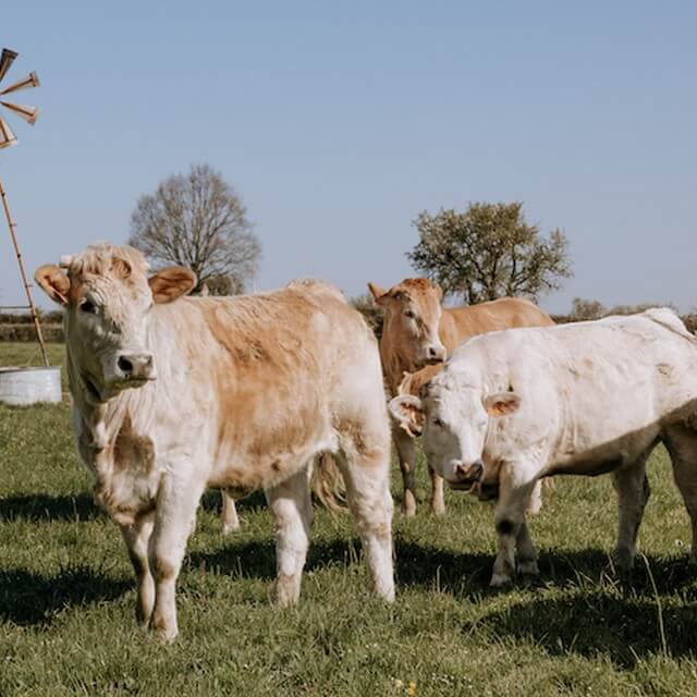 Les Blondes d’Aquitaine